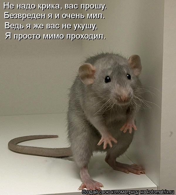 Не надо крика, вас прошу. Безвреден я и очень мил. Ведь я же вас не укушу, Я просто мимо проходил.... Котоматрица: Не надо крика, вас прошу. Безвреден я и очень мил. Ведь я же вас не укушу, Я просто мимо проходил.