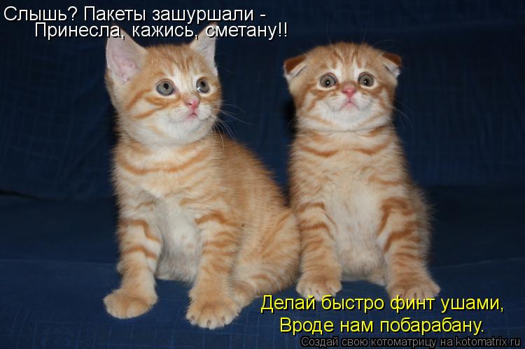 Котоматрица: Слышь? Пакеты зашуршали - Принесла, кажись, сметану!! Вроде нам побарабану. Делай быстро финт ушами,