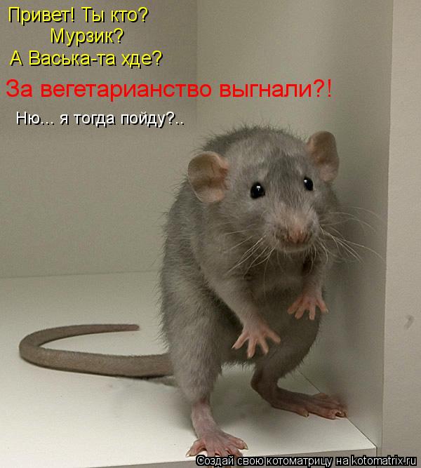 Котоматрица: Привет! Ты кто? Мурзик? А Васька-та хде? За вегетарианство выгнали?! Ню... я тогда пойду?..