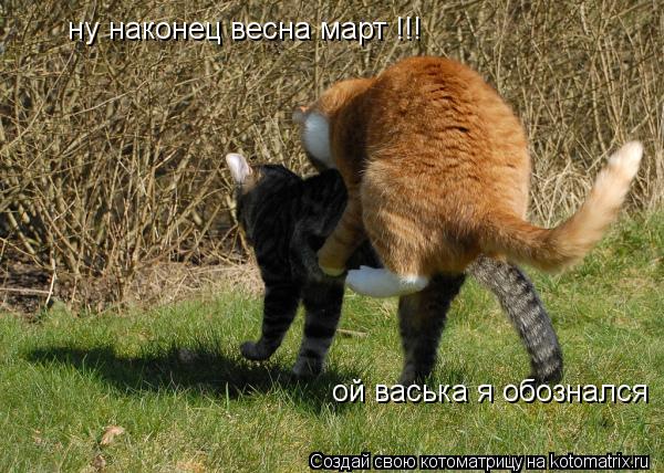 Котоматрица: ну наконец весна март !!! ой васька я обознался