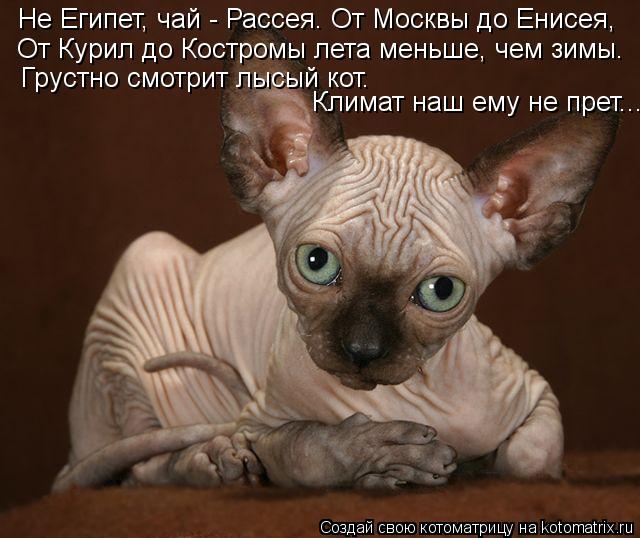 Не Египет, чай - Рассея. От Москвы до Енисея, От Курил до Костромы лета меньше, чем зимы. Грустно смо... Котоматрица: Не Египет, чай - Рассея. От Москвы до Енисея, От Курил до Костромы лета меньше, чем зимы. Грустно смотрит лысый кот. Климат наш ему не прет...