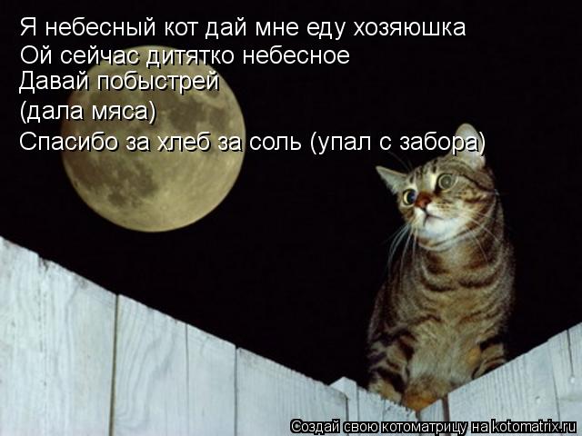 Котоматрица: Я небесный кот дай мне еду хозяюшка Ой сейчас дитятко небесное Давай побыстрей (дала мяса) Спасибо за хлеб за соль (упал с забора)