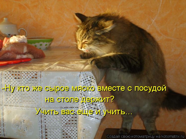 Котоматрица: -Ну кто же сырое мяско вместе с посудой  на столе держит? Учить вас еще и учить...