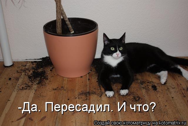 Котоматрица: -Да. Пересадил. И что?