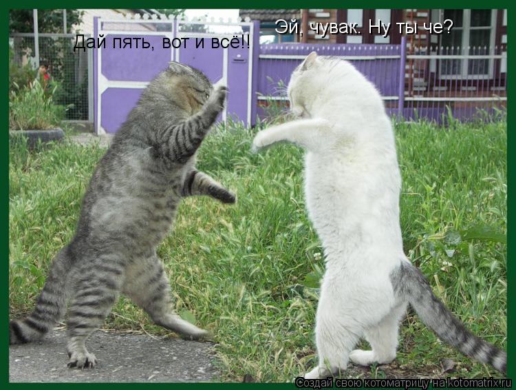 Котоматрица: Эй, чувак. Ну ты че? Дай пять, вот и всё!!