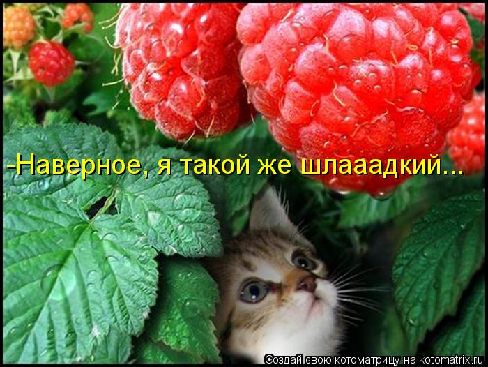 Котоматрица: -Наверное, я такой же шлааадкий...