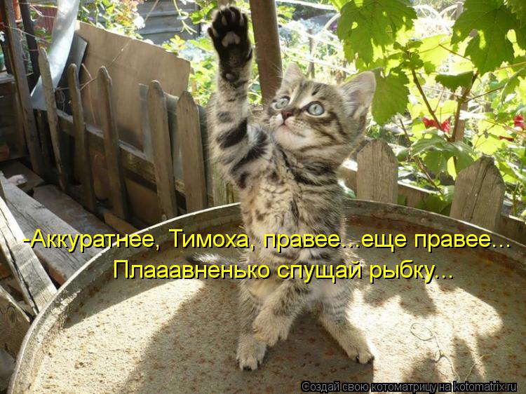 Котоматрица: -Аккуратнее, Тимоха, правее...еще правее... Плааавненько спущай рыбку...