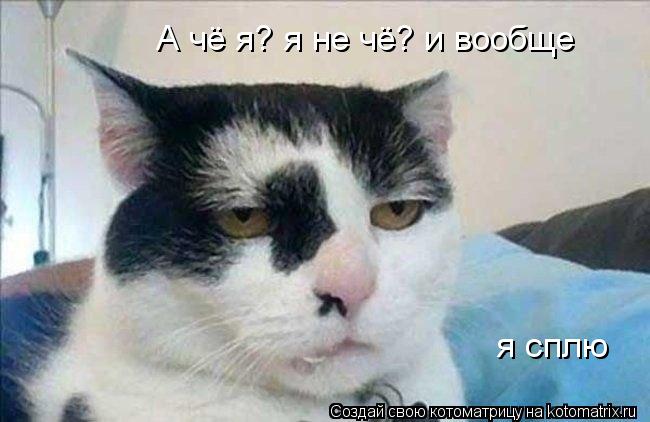 Котоматрица: А чё я? я не чё? и вообще     я сплю