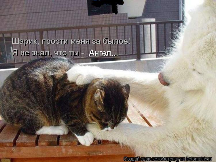 Котоматрица: Шарик, прости меня за былое! Я не знал, что ты - Ангел...