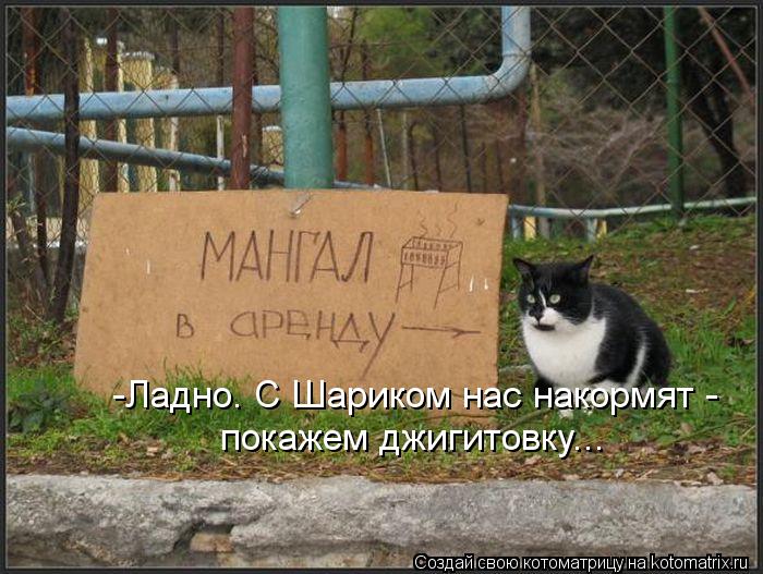Котоматрица: -Ладно. С Шариком нас накормят -  покажем джигитовку...