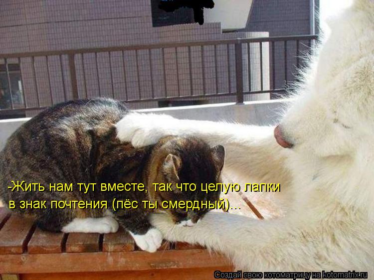 Котоматрица: -Жить нам тут вместе, так что целую лапки в знак почтения (пёс ты смердный)...