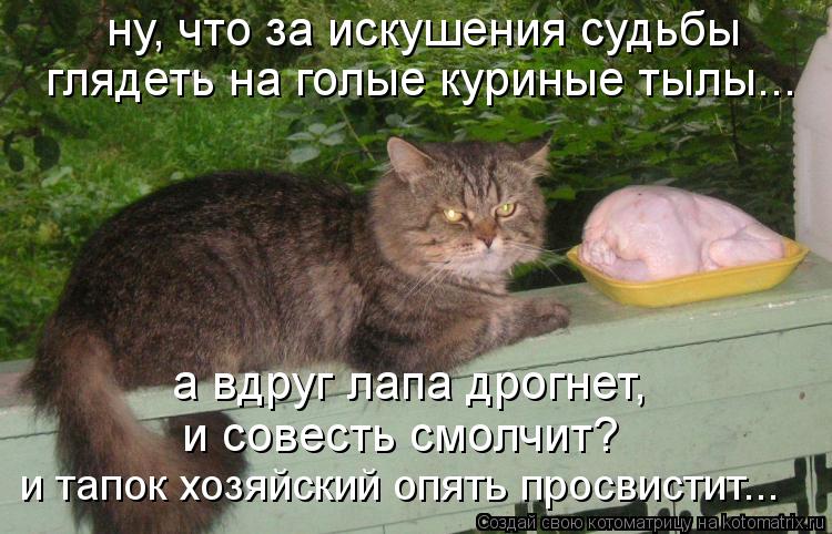 Котоматрица: ну, что за искушения судьбы глядеть на голые куриные тылы... а вдруг лапа дрогнет,  и совесть смолчит? и тапок хозяйский опять просвистит...
