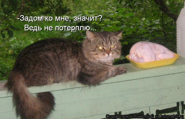 Котоматрица: -Задом ко мне, значит? Ведь не потерплю...