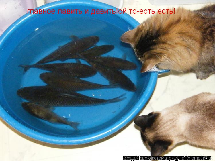 Котоматрица: главное лавить и давить!ой то-есть есть! главное лавить и давить!ой то-есть есть!