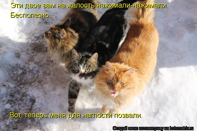 Котоматрица: Эти двое вам на жалость нажимали-нажимали. Бесполезно. Вот, теперь меня для наглости позвали.