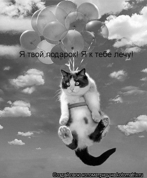 Котоматрица: Я твой подарок! Я к тебе лечу!
