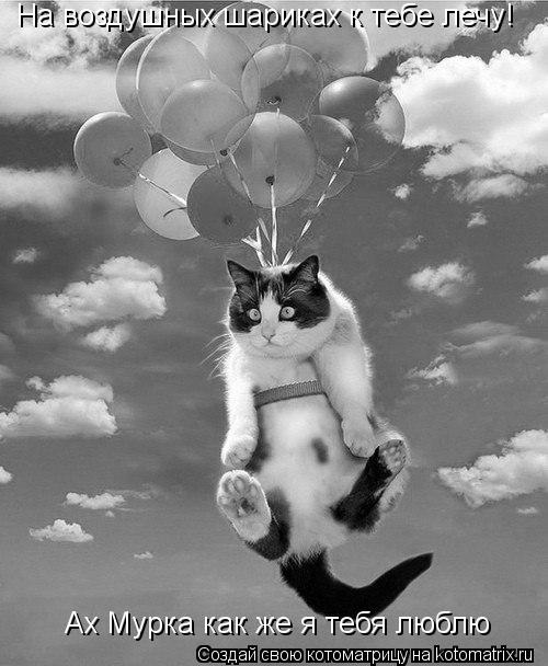 Котоматрица: На воздушных шариках к тебе лечу! Ах Мурка как же я тебя люблю