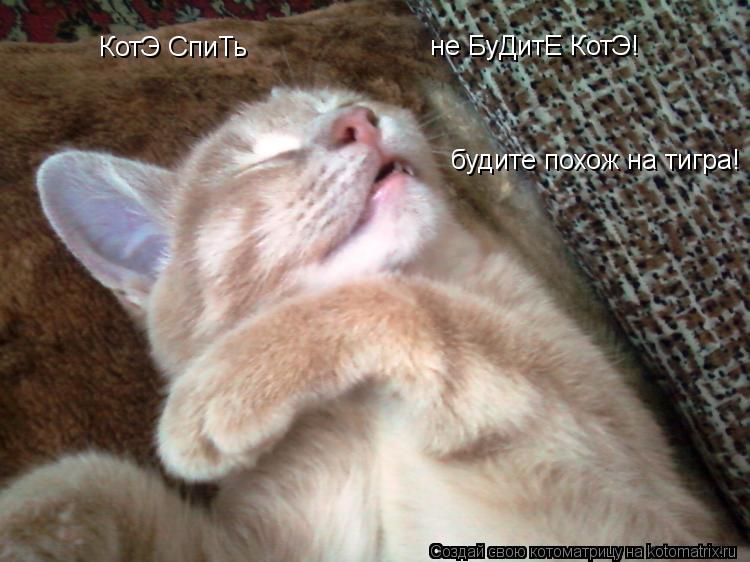 Котоматрица: КотЭ СпиТь не БуДитЕ КотЭ! будите похож на тигра!