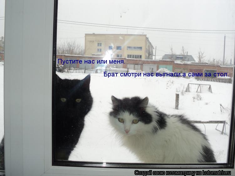 Брат смотри нас выгнали.а сами за стол. Пустите нас или меня.... Котоматрица: Брат смотри нас выгнали.а сами за стол. Пустите нас или меня.