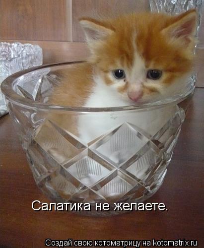 Салатика не желаете.... Котоматрица: Салатика не желаете.