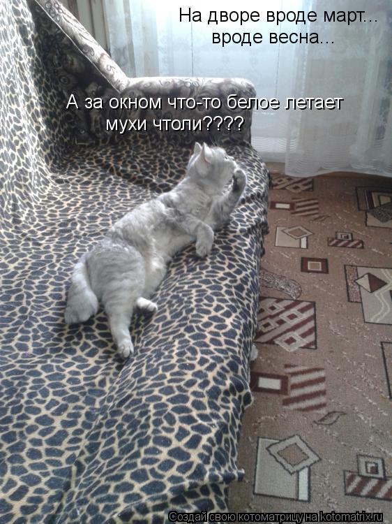 На дворе вроде март... вроде весна... А за окном что-то белое летает мухи чтоли????... Котоматрица: На дворе вроде март... вроде весна... А за окном что-то белое летает мухи чтоли????