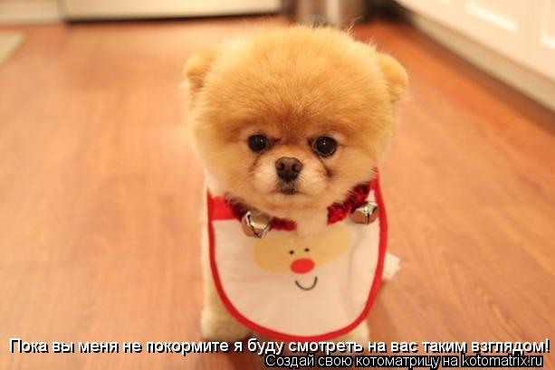 Пока вы меня не покормите я буду смотреть на вас таким взглядом!... Котоматрица: Пока вы меня не покормите я буду смотреть на вас таким взглядом!