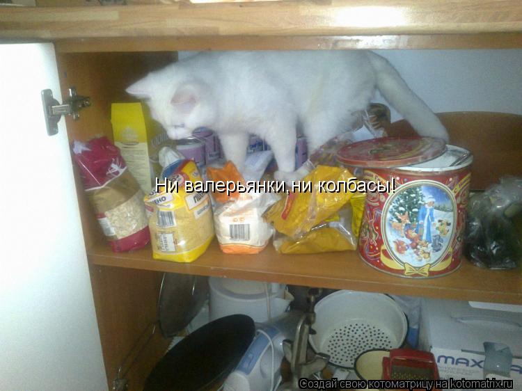 Ни валерьянки,ни колбасы!... Котоматрица: Ни валерьянки,ни колбасы!
