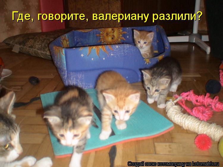 Где, говорите, валериану разлили?... Котоматрица: Где, говорите, валериану разлили?