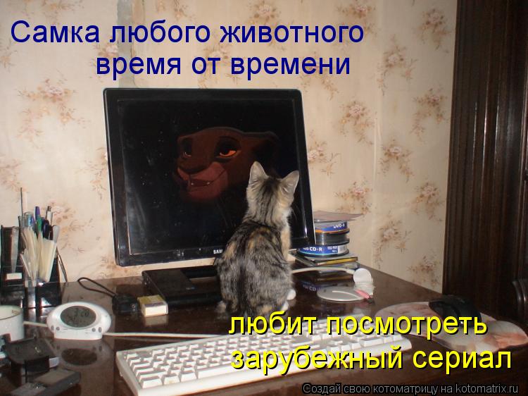 Самка любого животного время от времени зарубежный сериал любит посмотреть... Котоматрица: Самка любого животного время от времени зарубежный сериал любит посмотреть