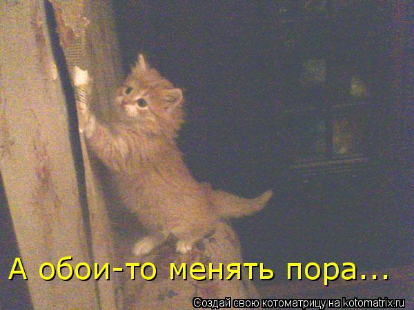А обои-то менять пора...... Котоматрица: А обои-то менять пора...