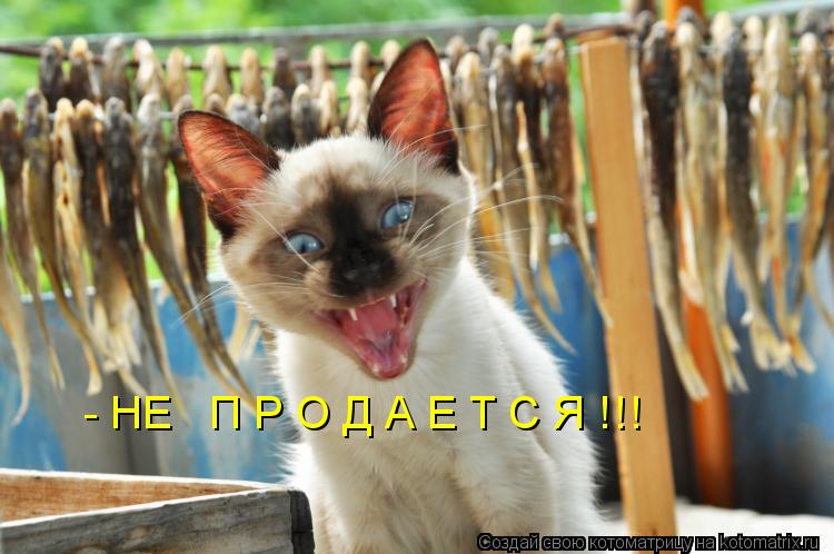 - НЕ П Р О Д А Е Т С Я !!!... Котоматрица: - НЕ П Р О Д А Е Т С Я !!!