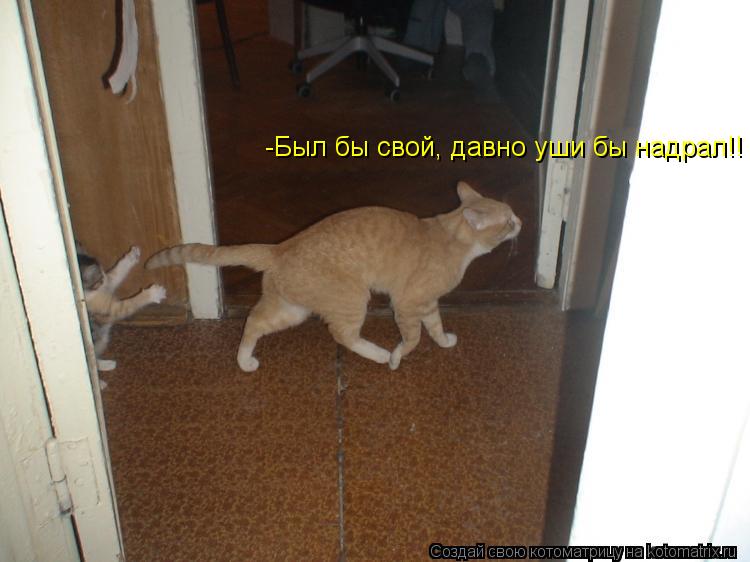 -Был бы свой, давно уши бы надрал!!... Котоматрица: -Был бы свой, давно уши бы надрал!!