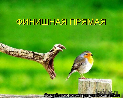 ФИНИШНАЯ ПРЯМАЯ... Котоматрица: ФИНИШНАЯ ПРЯМАЯ