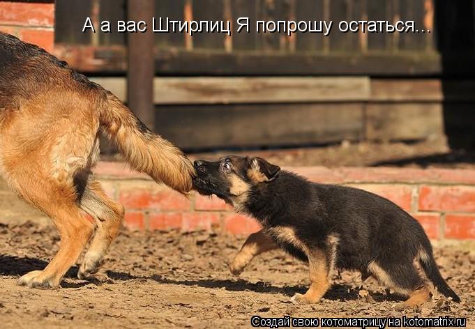 Котоматрица: А а вас Штирлиц Я попрошу остаться...