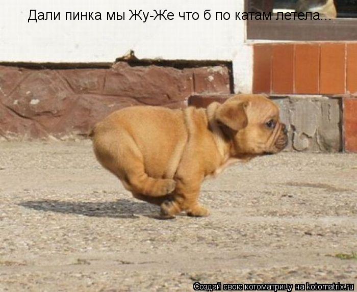 Котоматрица: Дали пинка мы Жу-Же что б по катам летела...
