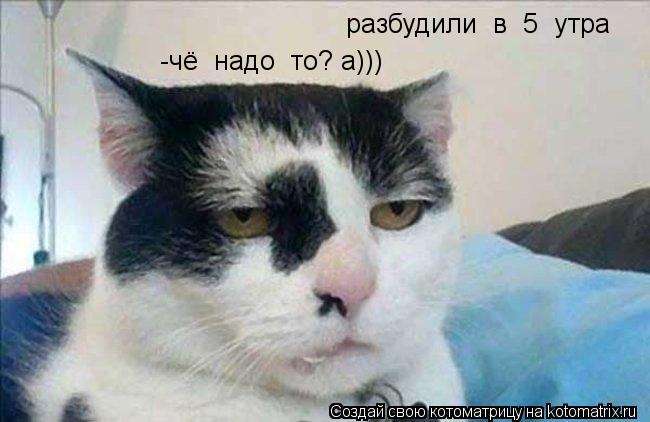 Котоматрица: разбудили  в  5  утра -чё  надо  то? а)))