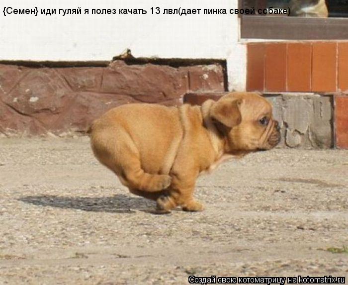 Котоматрица: {Семен} иди гуляй я полез качать 13 лвл(дает пинка своей собаке)