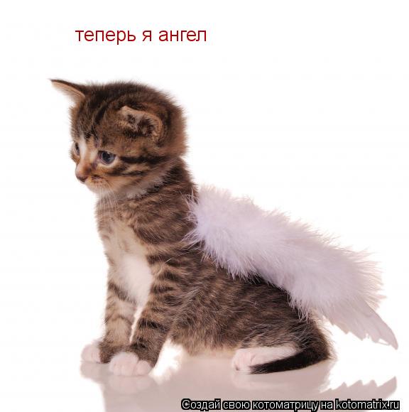 Котоматрица: теперь я ангел