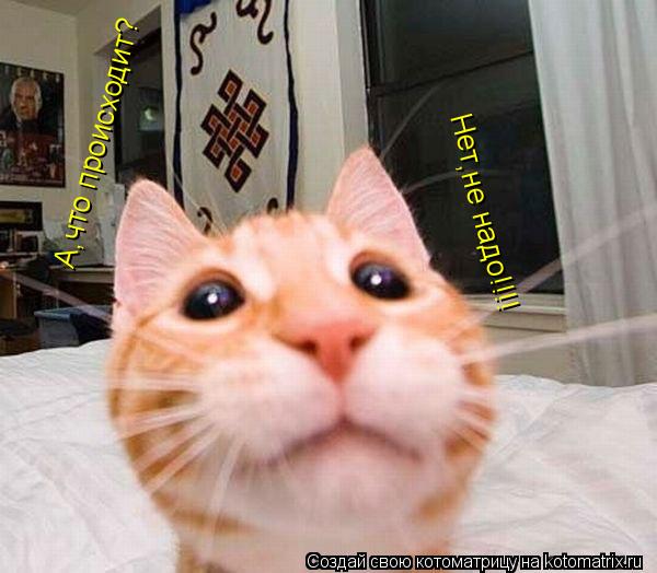 Котоматрица: А,что происходит? Нет,не надо!!!!