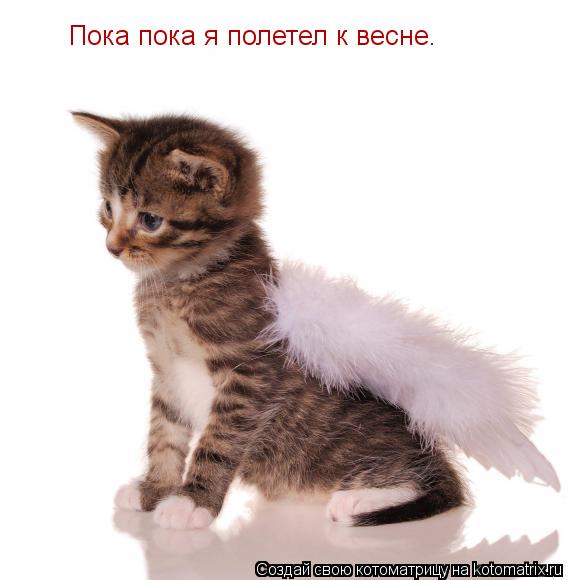 Котоматрица: Пока пока я полетел к весне.