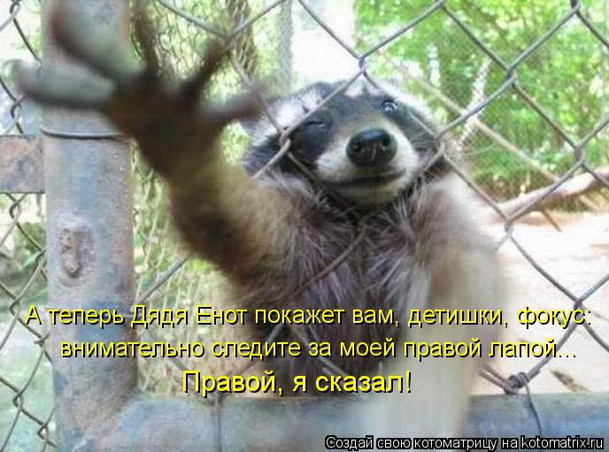 Котоматрица: А теперь Дядя Енот покажет вам, детишки, фокус: внимательно следите за моей правой лапой... Правой, я сказал!