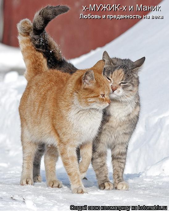 Котоматрица: х-МУЖИК-х и Маник Любовь и преданность на века