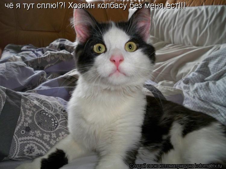 Котоматрица: чё я тут сплю!?! Хозяин колбасу без меня ест!!!