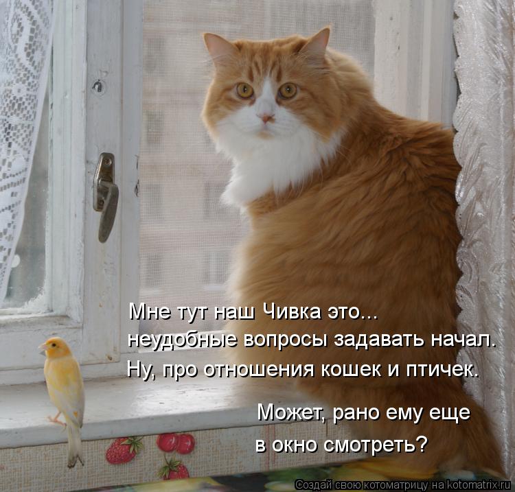 Мне тут наш Чивка это... неудобные вопросы задавать начал. Ну, про отношения кошек и птичек. Может, р... Котоматрица: Мне тут наш Чивка это... неудобные вопросы задавать начал. Ну, про отношения кошек и птичек. Может, рано ему еще в окно смотреть?