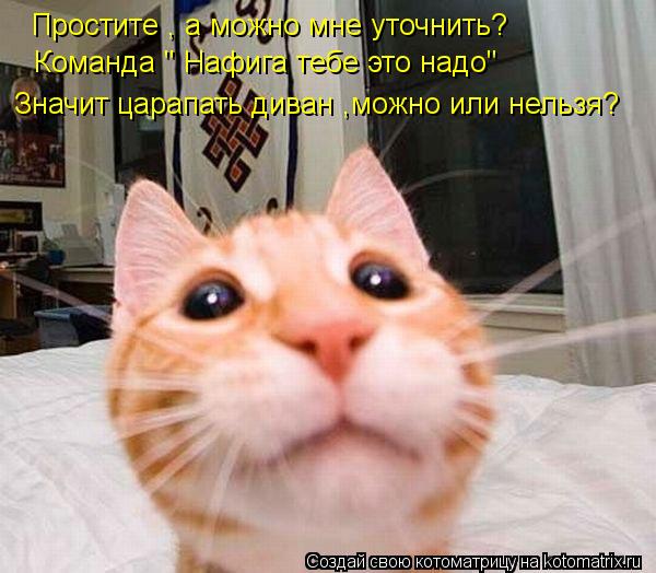 Котоматрица: Простите , а можно мне уточнить? Команда " Нафига тебе это надо" Значит царапать диван ,можно или нельзя?