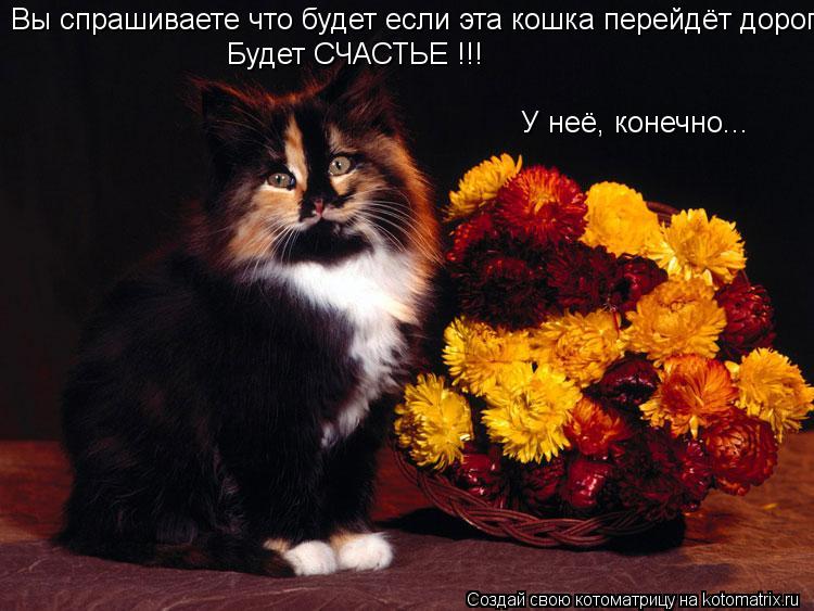 Котоматрица: Вы спрашиваете что будет если эта кошка перейдёт дорогу? Будет СЧАСТЬЕ !!! У неё, конечно...