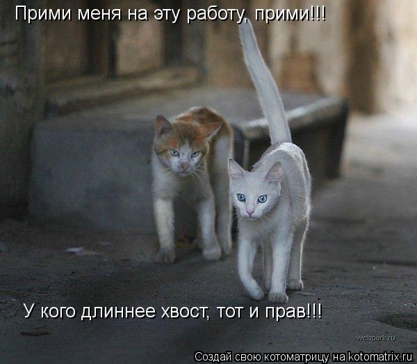Котоматрица: Прими меня на эту работу, прими!!! У кого длиннее хвост, тот и прав!!!