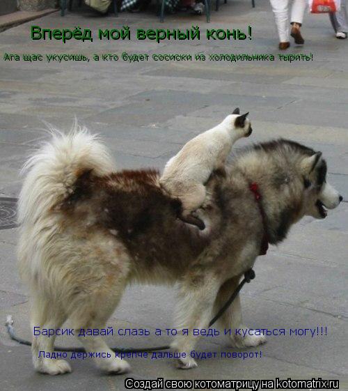 Котоматрица: Вперёд мой верный конь! Барсик давай слазь а то я ведь и кусаться могу!!! Ага щас укусишь, а кто будет сосиски из холодильника тырить! Ладно де