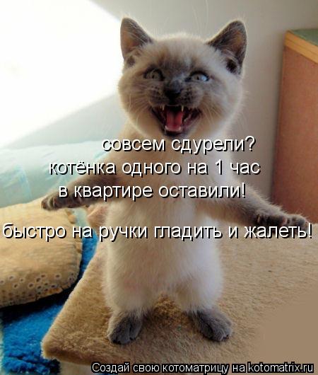 Котоматрица: котёнка одного на 1 час  в квартире оставили! быстро на ручки гладить и жалеть! совсем сдурели?