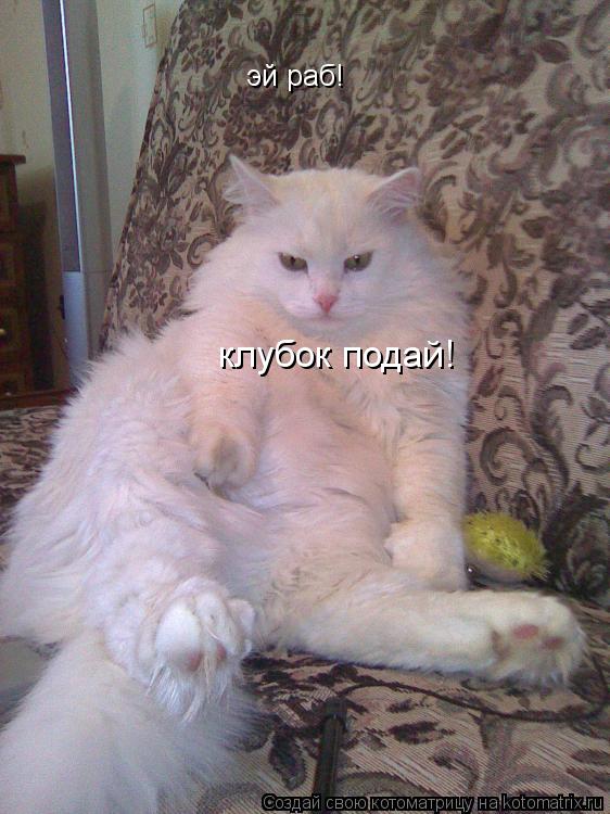 Котоматрица: эй раб! клубок подай!